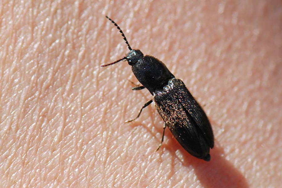 Elateridae del Civetta da ID. Hemicrepidius hirtus